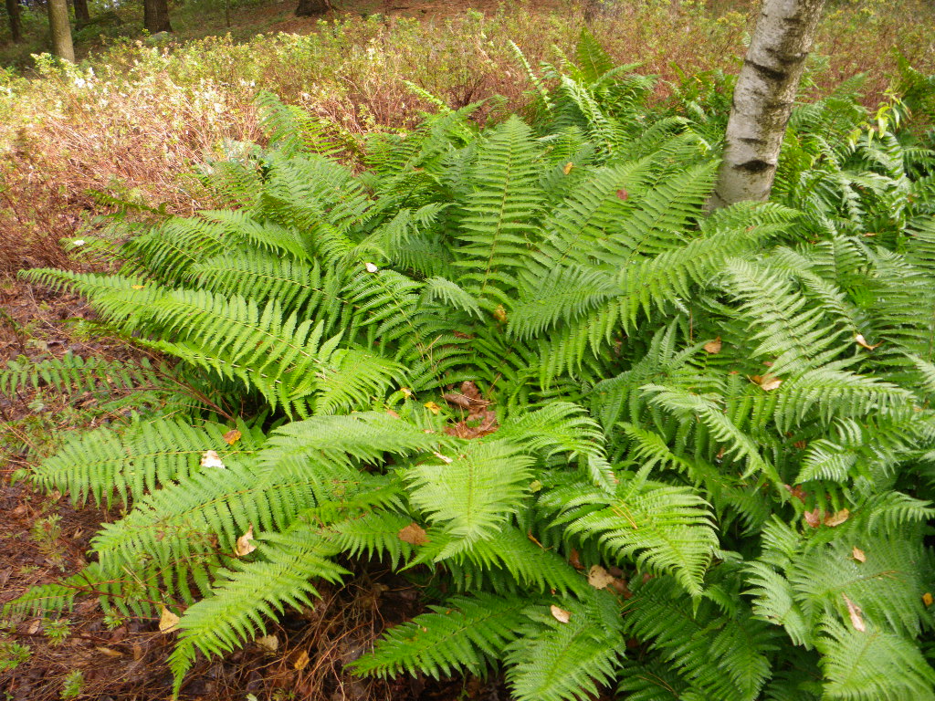 fouguère persistante en automne