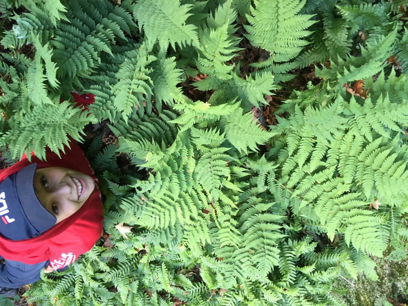 dryopteris à sores marginaux