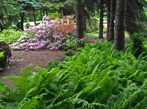 magnifique sous bois aménager de fougères à l'autruche et d'azalé