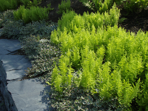 feillages de la thelypteris palustris