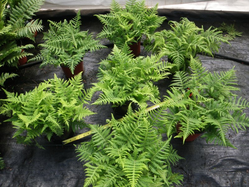 plant de fougères avec mesure de distance de plantation au 16 pouces