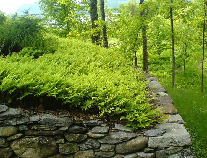 Couvre sol de fougères du hêtre sur mur de roche en sol sec