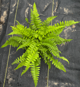 Fougères athyrium gramitoides en pot de 6 pouces ou 3 litres