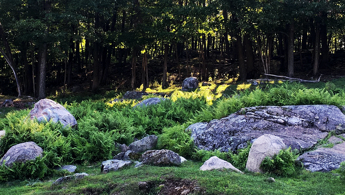 Sous bois du parc omega parc animalier pour cervidé