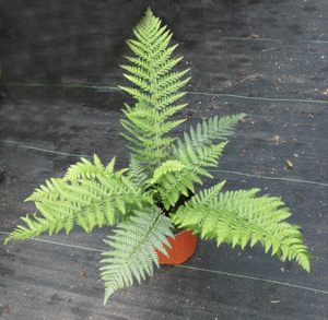 Dryopteris oreades de 3 ans en pot de 6 pouces ou 3 litres