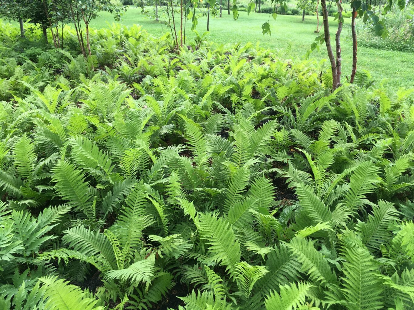 plantation d'une colonnie de fougères matteucia pensylvanica