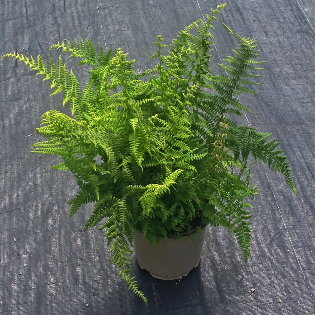 Dennstaedtia punctulobula en pots de 6 pouces