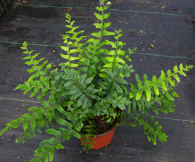 Fougères polystichun acrostichoides en pot de 6 pouces