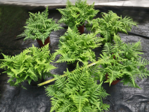 plantation de fougeres en quinconce 5 par mc