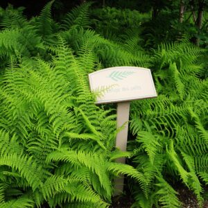 Dennstaedtia punctulobula (Fougère odeur de foin)